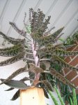 DSCI0309.JPG