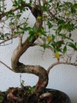 IMG_2979.jpg