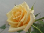 PB050080.JPG