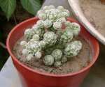 Mammillaria gracilis.jpg