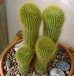 Notocactus leninghausii.jpg