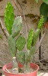 Opuntia.jpg