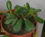Arbol de Jade.jpg