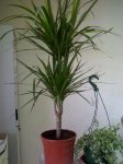 drácenaficuspumilla.JPG