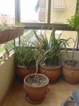 DSC00321.JPG