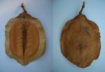 Jacaranda mimosifolia Palisander 2.jpg