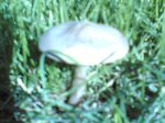 11112006.jpg
