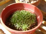 mammillaria longimamma.jpg
