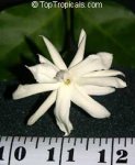 jasminum sambac belle of india elongata.jpg