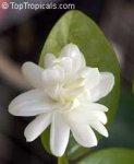 jasminum sambac belle of india var mysore mulli.jpg