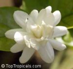 jasminum sambac belle of india.jpg