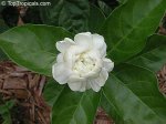 jasminum sambac grand duke of tuscany 1.jpg