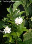 jasminum sambac grand duke of tuscany 2.jpg