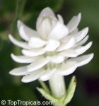 jasminum sambac mali chat 1.jpg