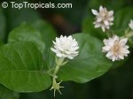 jasminum sambac mali chat.jpg