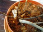 DSC03274.JPG