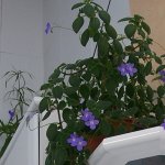 DESCONOCIDA AZUL 1R.jpg