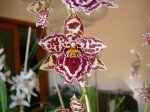 odontoglossum margaret holm larspur-detalle flor.JPG