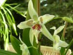 beallara tahoma glacier green.JPG