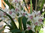 oncidium.JPG