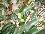 PRPGRESS_FICUS.jpg