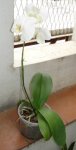 phal.jpg