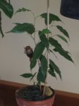 Ficus benjforo.jpg