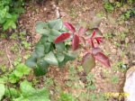 flores 009.jpg