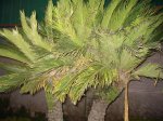 IMG_1767.JPG