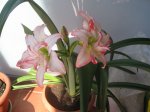 Amarillys 04 18-11-06.jpg