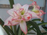 Amarillys 03 18-11-06.jpg