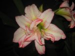 Amarillys 06 17-11-06.jpg