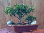 PICT0014.JPG