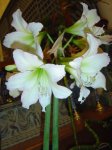 amaryllis picotee.jpg