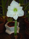 amaryllis mont blanc.jpg