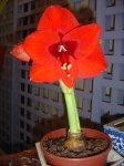 amaryllis red lion.jpg