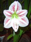 amaryllis santa fe.jpg