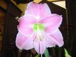 violeta.jpg