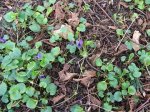 viola-odorata.jpg