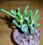 Crassula_Ovata_02.JPG