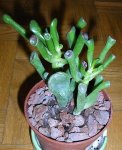 Crassula_Ovata_01.JPG