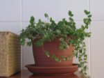 FICUS Pforo.jpg