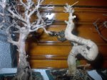 DSC00014.1.JPG