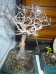 DSC00017.1.JPG