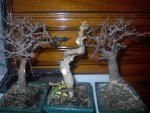 DSC00018.1.JPG