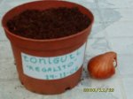 regalito antes 19-11-06.jpg