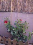 Hibisco nov 06.JPG