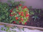 Begonia nov 06.JPG