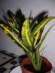 planta.jpg