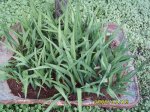 fresias 19-11-2006.jpg